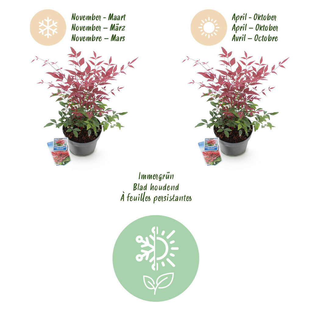 Green boutiQ - Plante de jardin - Nandina Obsessed - Rouge - 1 plante - Persistant - Peu d'entretien - Pot 17 cm Hauteur 45 cm