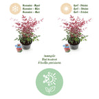Green boutiQ - Plante de jardin - Nandina Obsessed - Rouge - 1 plante - Persistant - Peu d'entretien - Pot 17 cm Hauteur 45 cm