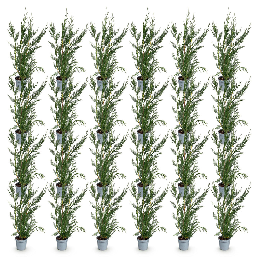 Green boutiQ - 24x Cupressocyparis leylandii 2011 - Cyprès de Leyland - Plantes de haie - Persistant - Vert - Pot 9cm - Hauteur 30-40cm