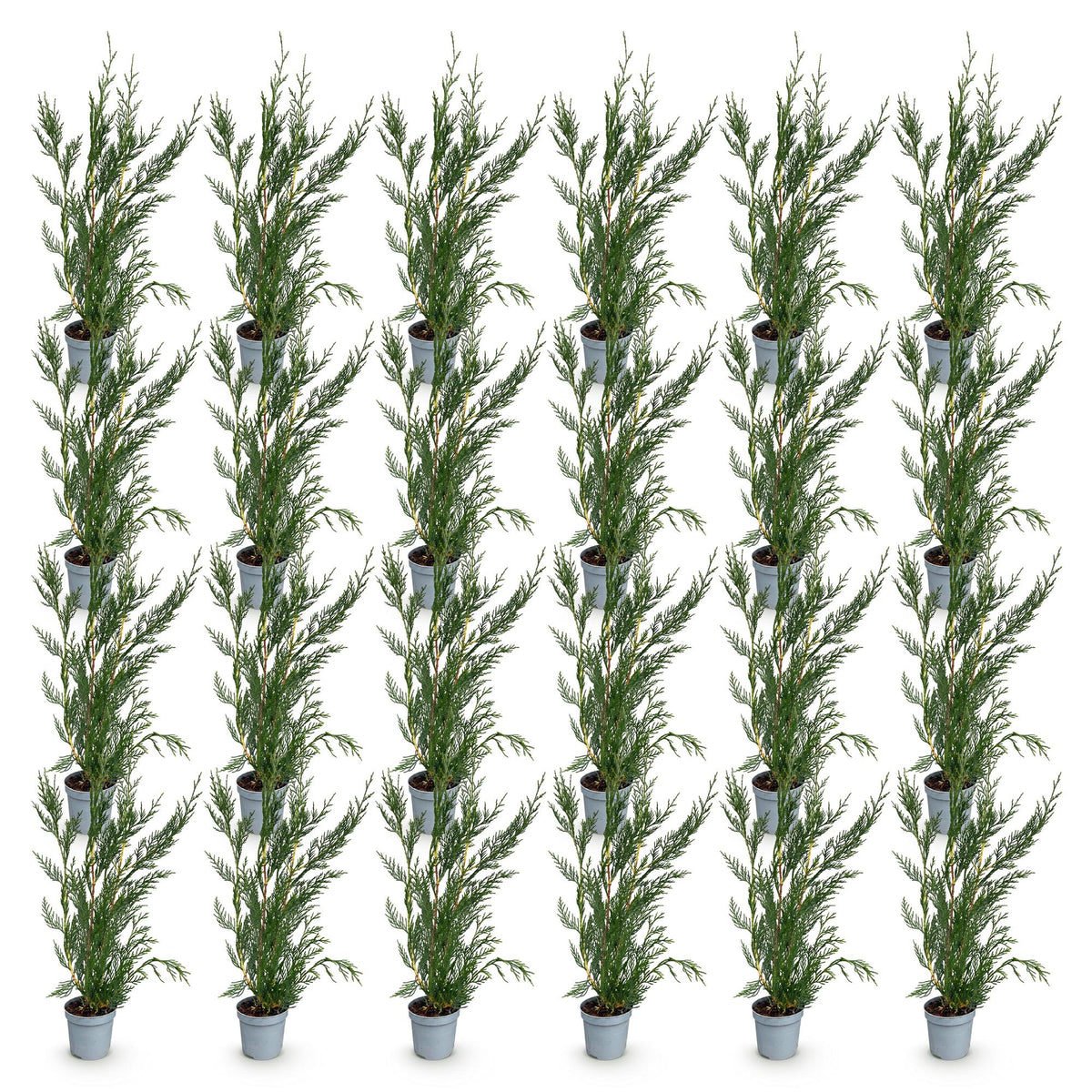 Green boutiQ - 24x Cupressocyparis leylandii 2011 - Leylandii - Haagplanten - Groenblijvend - Groen - Pot 9cm - Hoogte 30-40cm