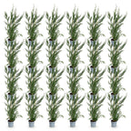 Green boutiQ - 24x Cupressocyparis leylandii 2011 - Cyprès de Leyland - Plantes de haie - Persistant - Vert - Pot 9cm - Hauteur 30-40cm