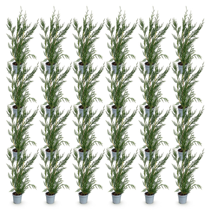 Green boutiQ - 24x Cupressocyparis leylandii 2011 - Leylandii - Haagplanten - Groenblijvend - Groen - Pot 9cm - Hoogte 30-40cm