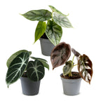 3x Baby Alocasia Tricolour - Red - Green - Black - Tropical - Ø6cm - ↕12cm