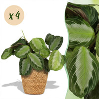 Green boutiQ - Kamerplant - Maranta Fascinator Silverband - Gebedsplant - Huisdiervriendelijke Plant - Groen - 4 Planten - met Mand - Pot 12cm - Hoogte 25cm