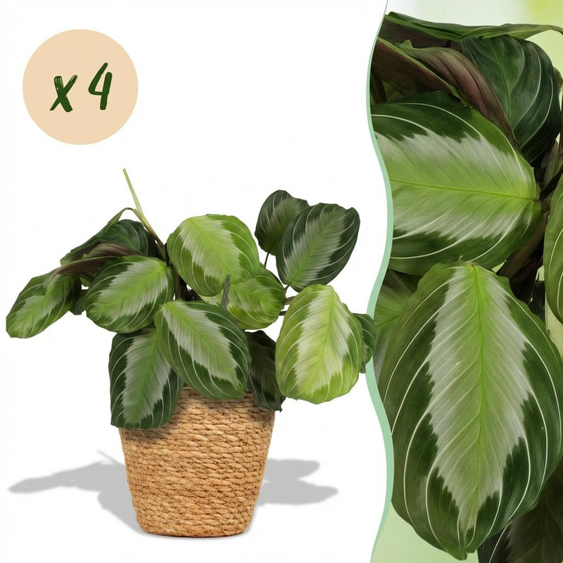 Green boutiQ - Kamerplant - Maranta Fascinator Silverband - Gebedsplant - Huisdiervriendelijke Plant - Groen - 4 Planten - met Mand - Pot 12cm - Hoogte 25cm