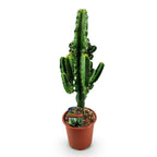 Green boutiQ - Plante d'intérieur - Euphorbia eritrea - Euphorbe d'Érythrée - Peu d'entretien - Vert - 1 - Pot 17cm - Hauteur 60cm