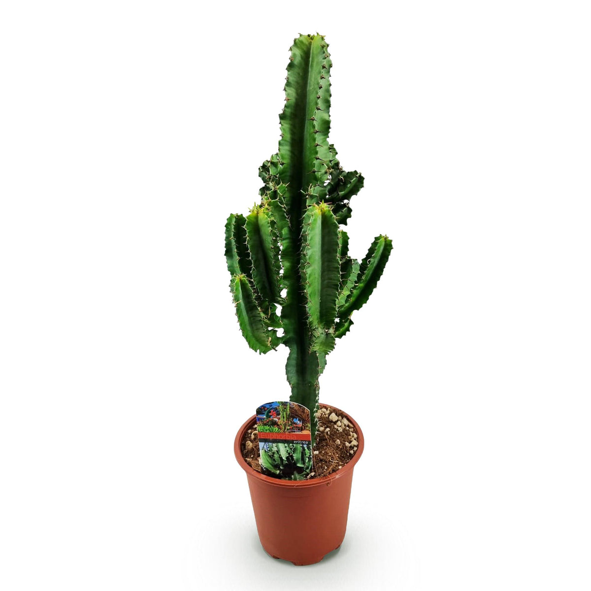 Green boutiQ - Plante d'intérieur - Euphorbia eritrea - Euphorbe d'Érythrée - Peu d'entretien - Vert - 1 - Pot 17cm - Hauteur 60cm