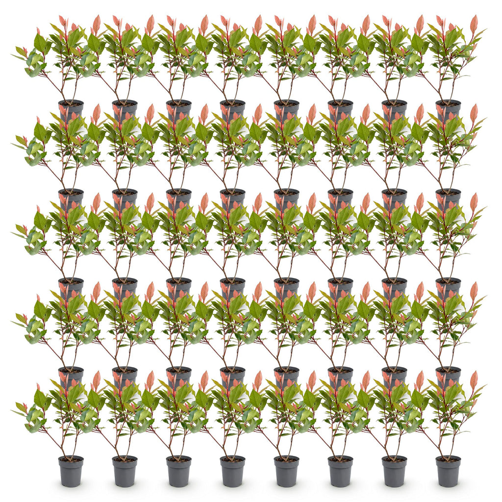 Green boutiQ - 40x Photinia fraseri Little Red Robin - Photinia - Plantes de haie - Persistant - Rouge - Pot 9cm - Hauteur 25-35cm