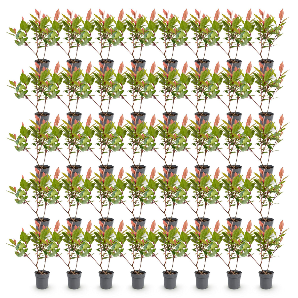 Green boutiQ - 40x Photinia fraseri Little Red Robin - Glansmispel - Haagplanten - Groenblijvend - Rood - Pot 9cm - Hoogte 25-35cm