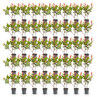 Green boutiQ - 40x Photinia fraseri Little Red Robin - Glansmispel - Haagplanten - Groenblijvend - Rood - Pot 9cm - Hoogte 25-35cm