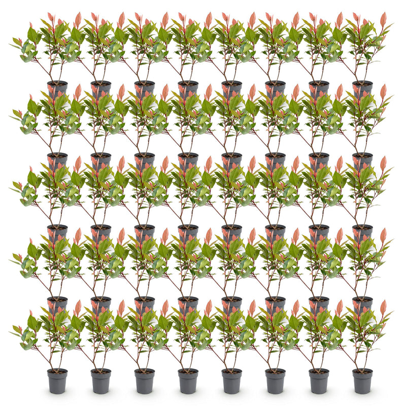 Green boutiQ - 40x Photinia fraseri Little Red Robin - Glansmispel - Haagplanten - Groenblijvend - Rood - Pot 9cm - Hoogte 25-35cm