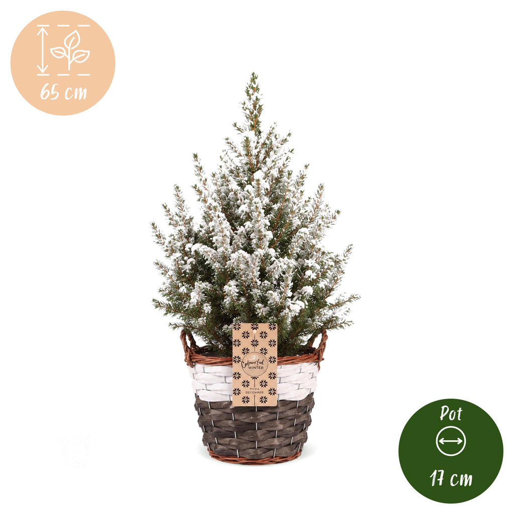 2x Picea glauca Conica - Dwarf Alberta Spruce - Green - White - Christmas tree - incl. basket - Ø17cm - ↕65cm