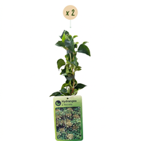2x Hydrangea a. Petiolaris - Climbing hydrangea - White - Climber - Ø9cm - ↕35cm