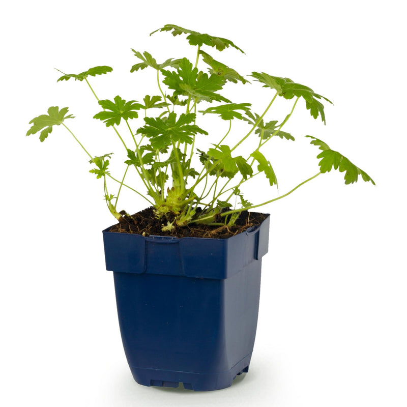 Green boutiQ - Vasteplant - Geranium macr. Ingwersen's Variety - Ooievaarsbek - Bodembedekkend - Licht Roze - 1 Plant - Pot 11cm - Hoogte 15-25cm