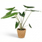 Green boutiQ - Plante d'intérieur - Oreille d'éléphant Zebrina - Alocasia Zebrina - Verte - Peu d'entretien - 1 Plante - avec panier - Pot 21 cm - Hauteur 70 - 75cm