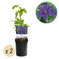 Green boutiQ - Plante grimpante - Clématite Mrs. N. Thompson - Fleur rose - Peu d'entretien - 2 plantes - Pot 11cm Hauteur 40cm