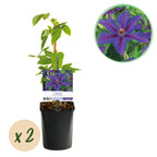 Green boutiQ - Plante grimpante - Clématite Mrs. N. Thompson - Fleur rose - Peu d'entretien - 2 plantes - Pot 11cm Hauteur 40cm