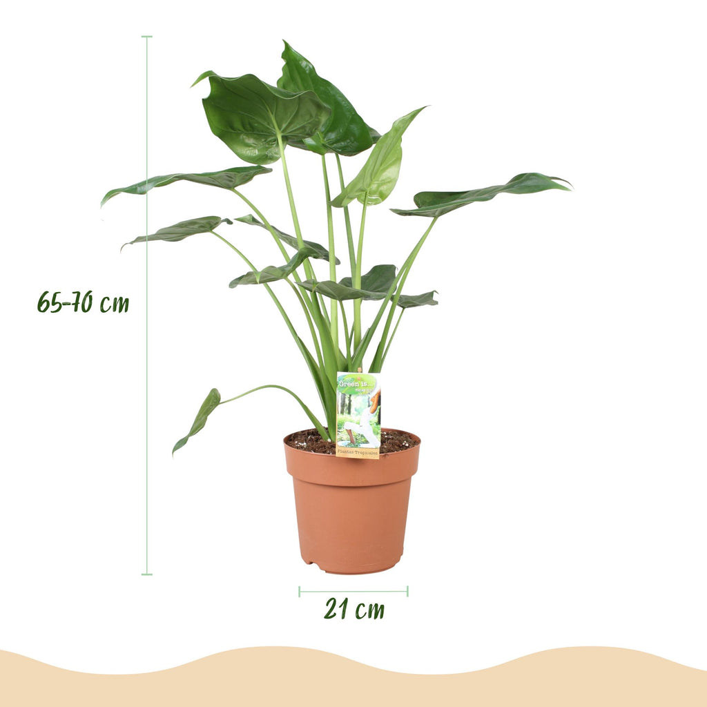 Green BoutiQ - Plantes d'intérieur - Alocasia Cucullata - Main de Bouddha - Faible entretien - Vert - 1 Plante - avec Pot Gris - Pot 21cm - Hauteur 65-70cm