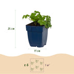 Green boutiQ - Stauden - Geranium macr. Czakor - Storchschnabel - Bodendeckend - Purpur-Rosa - 12 Pflanzen - Topf 11cm - Höhe 15-25cm