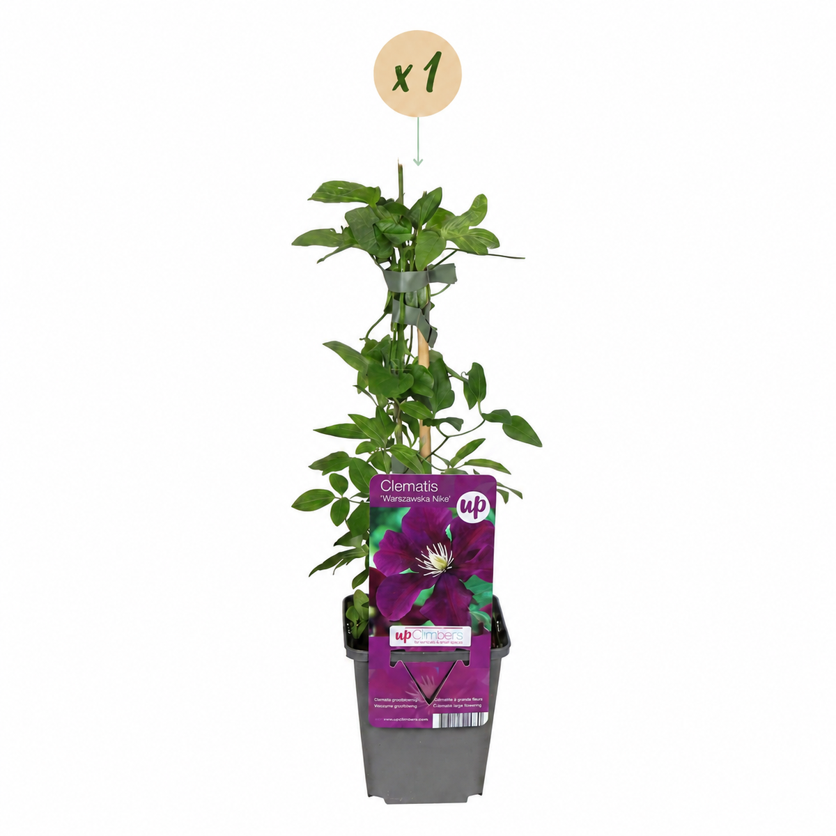 Clematis Warszawska Nike - Bosrank - Rood - Klimplant - Ø9cm - ↕35cm