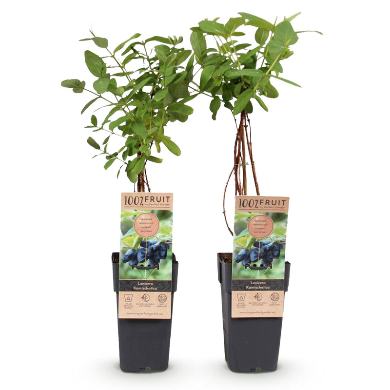 Green boutiQ - Fruitplant - Lonicera caerulea Kamchatika - Honingbes - Winterhard - Blauw Vrucht - 2 Planten - Pot 15cm - Hoogte 50cm