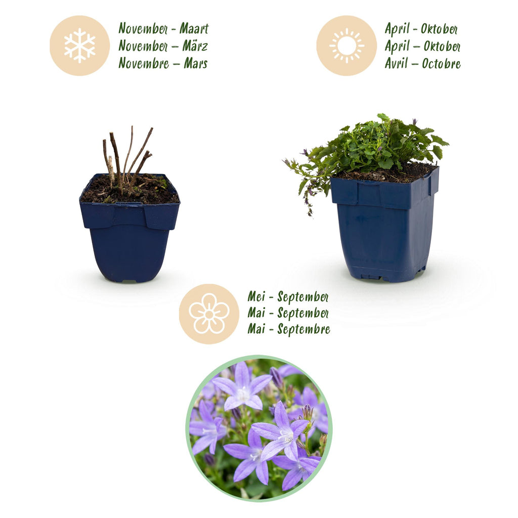 Green boutiQ - Plante vivace - Campanula posch. Stella - Campanule à feuilles de pêcher - Couvre-sol - Violet - 12 Plantes - Pot 11cm - Hauteur 15-25cm
