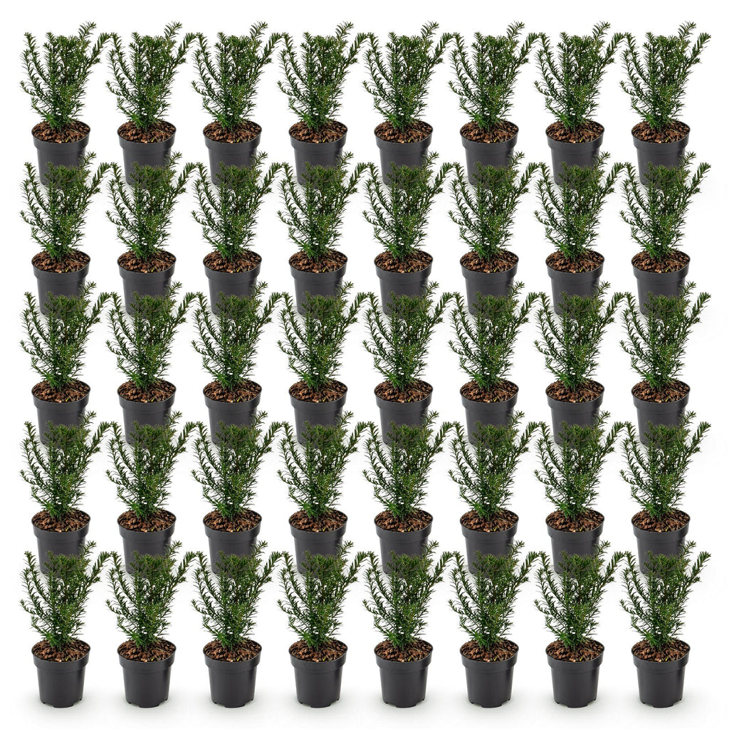 Green boutiQ - 40x Taxus baccata - If commun - Plantes de haie - Persistant - Vert - Pot 9cm - Hauteur 20-30cm