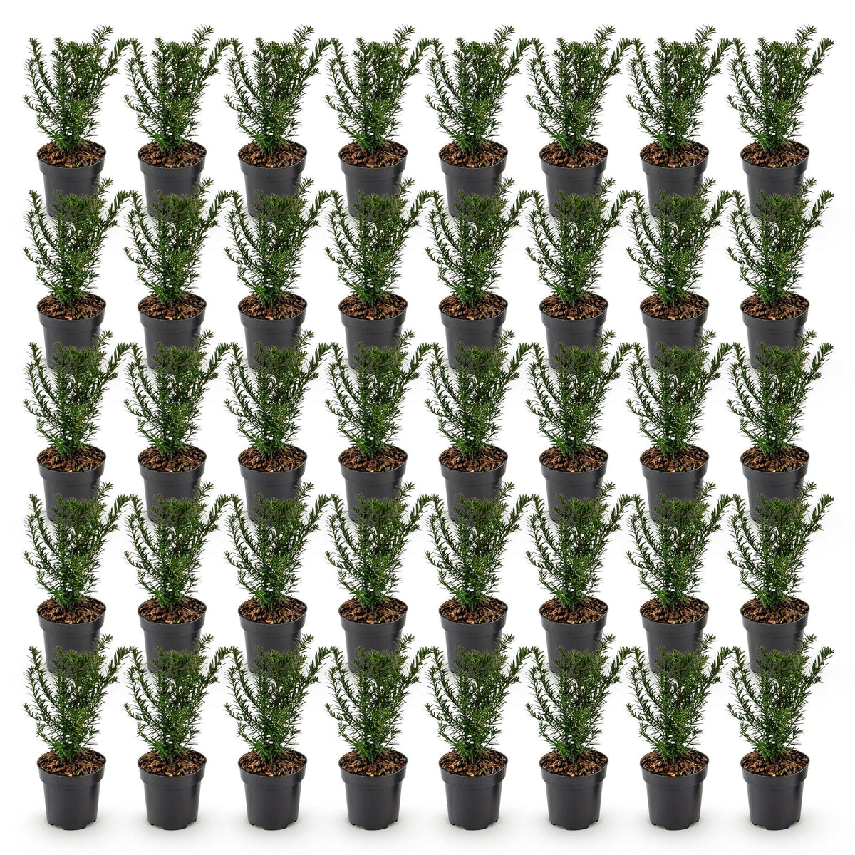 Green boutiQ - 40x Taxus baccata - Venijnboom - Haagplanten - Groenblijvend - Groen - Pot 9cm - Hoogte 20-30cm