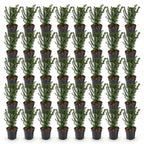 Green boutiQ - 40x Taxus baccata - If commun - Plantes de haie - Persistant - Vert - Pot 9cm - Hauteur 20-30cm