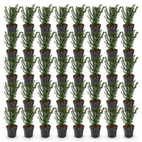Green boutiQ - 40x Taxus baccata - Venijnboom - Haagplanten - Groenblijvend - Groen - Pot 9cm - Hoogte 20-30cm