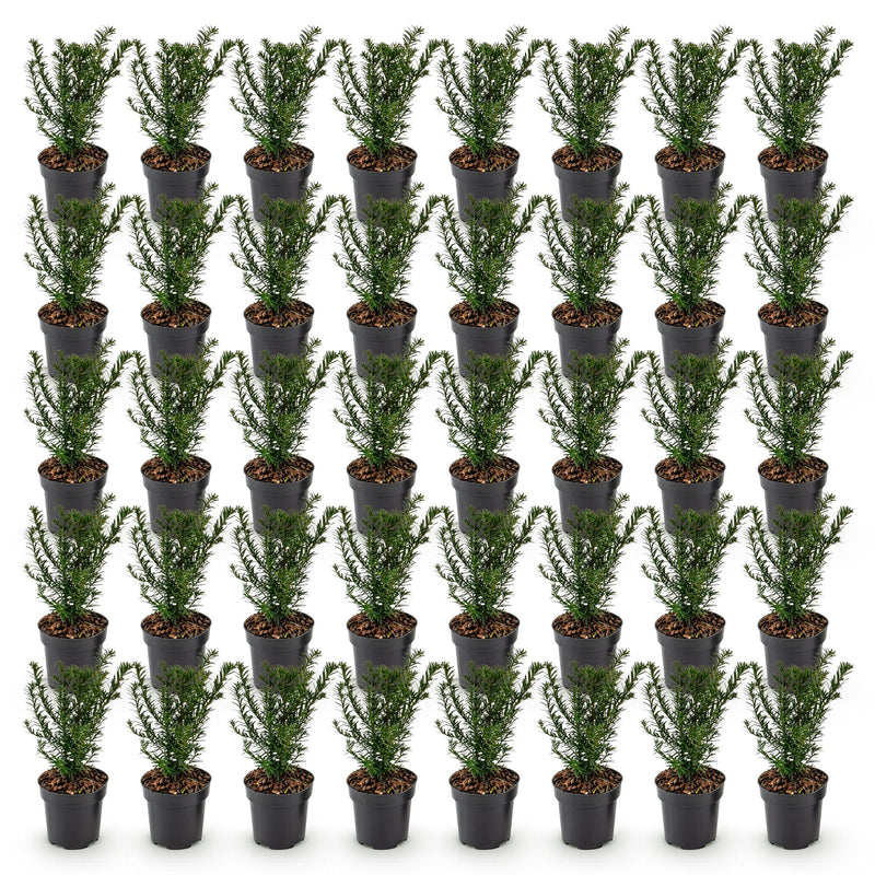 Green boutiQ - 40x Taxus baccata - Venijnboom - Haagplanten - Groenblijvend - Groen - Pot 9cm - Hoogte 20-30cm