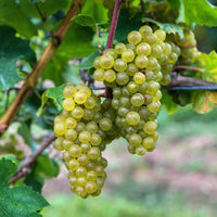 Green boutiQ - Fruitplant - Vitis vinifera Bianca - Druivenplant - Geent - Witte Druif - 2 Planten - Pot 15cm - Hoogte 50cm