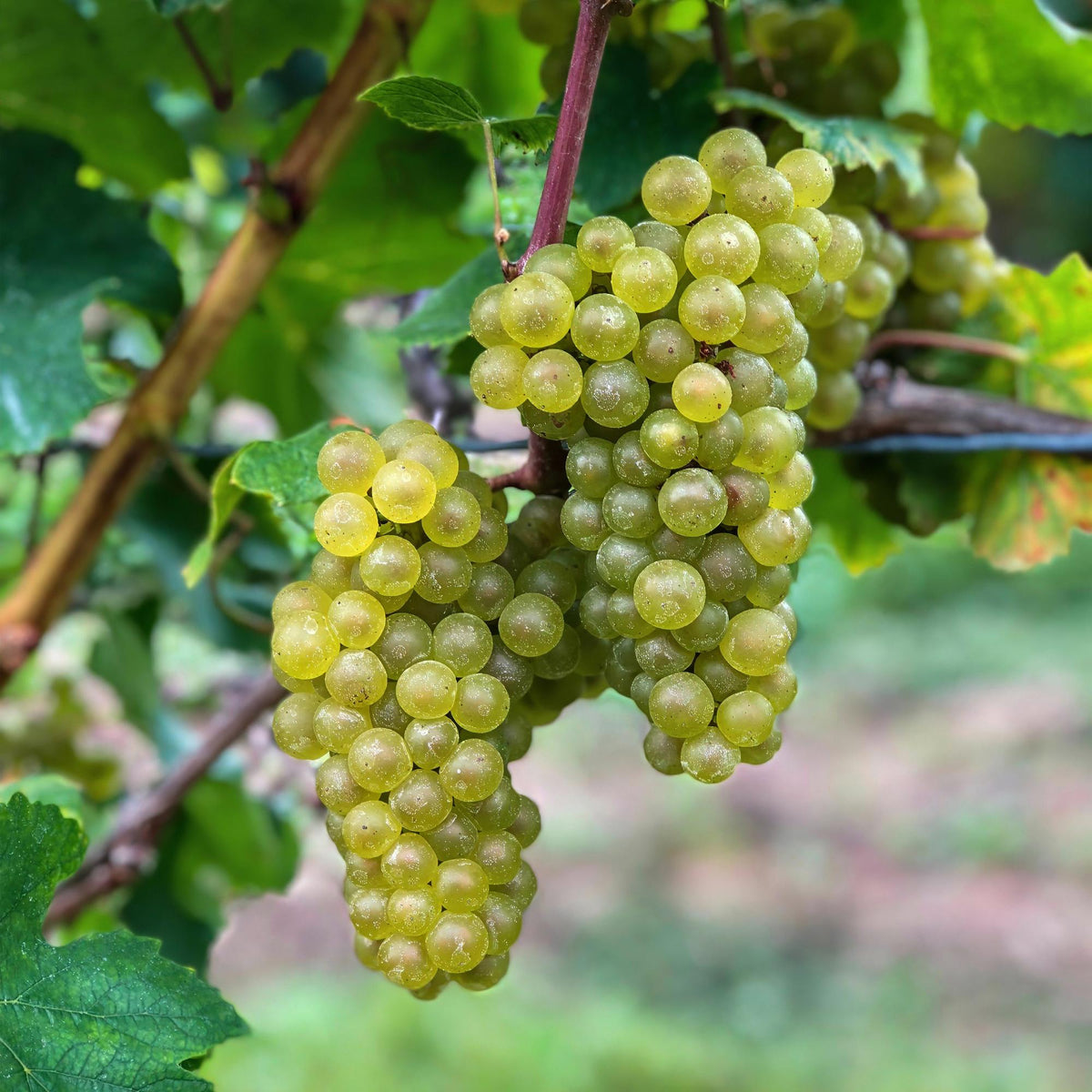 Green boutiQ - Plant fruitier - Vitis vinifera Bianca - Vigne - Greffée - Raisin blanc - 2 plantes - Pot 15cm - Hauteur 50cm