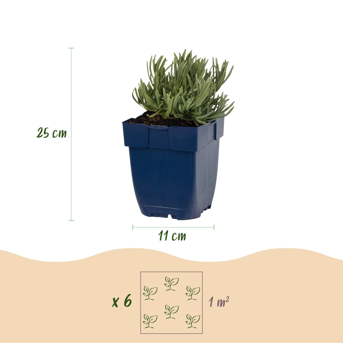 Green boutiQ - Plante vivace - Lavandula ang. Dwarf Blue - Lavande - Parfumée - Violet - 12 Plantes - Pot 11cm - Hauteur 15-25cm