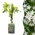 6x Jasminum officinale - Jasmin officinal - Blanc - Grimpante - Ø9cm - ↕35cm