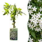 6x Jasminum officinale - Jasmin officinal - Blanc - Grimpante - Ø9cm - ↕35cm