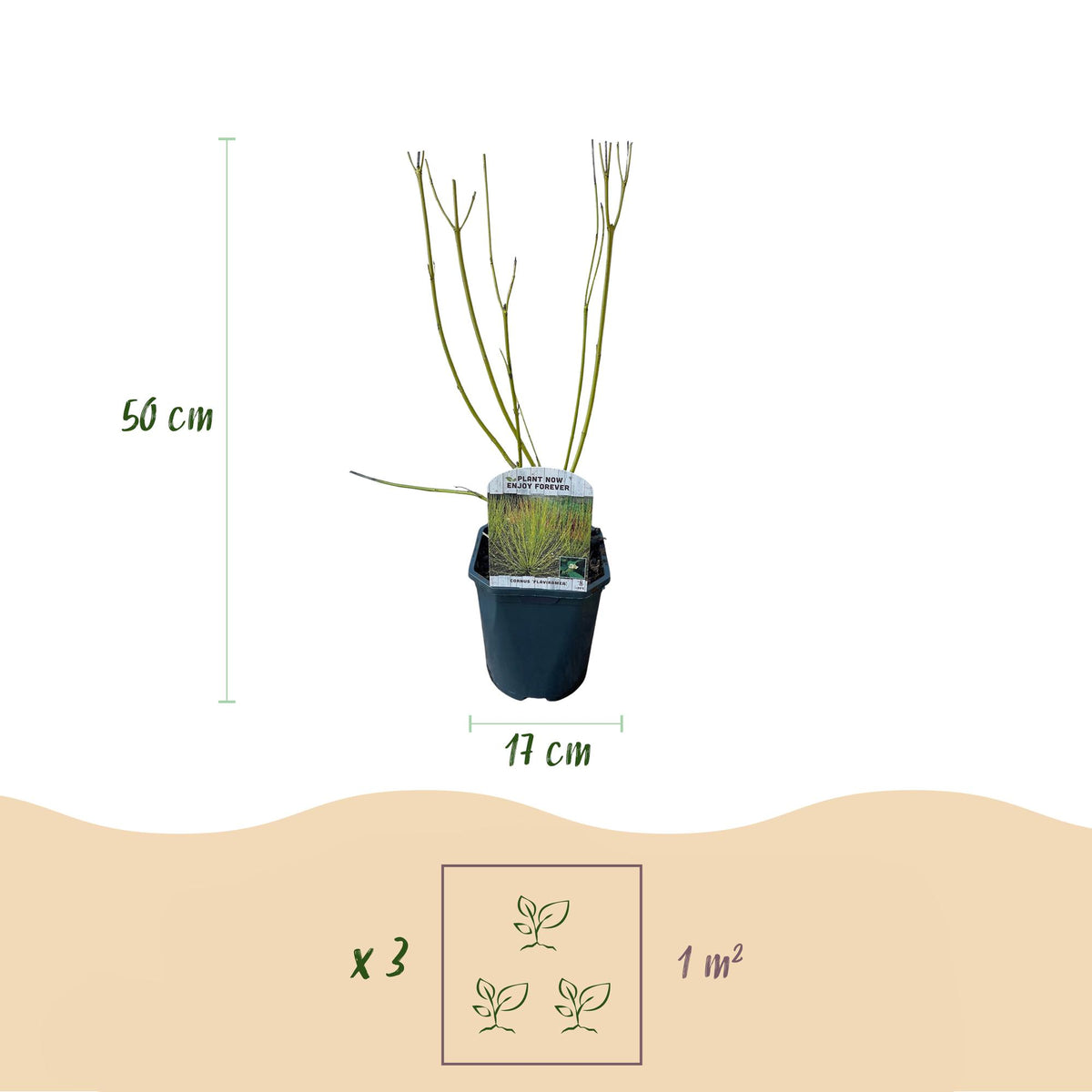 Green boutiQ - Arbustes - Cornus alba Tricolour - Mélange de branches rouges, vertes et violettes - 3 plantes - Caduc - Peu d'entretien - Pot 17 cm Hauteur 45 cm