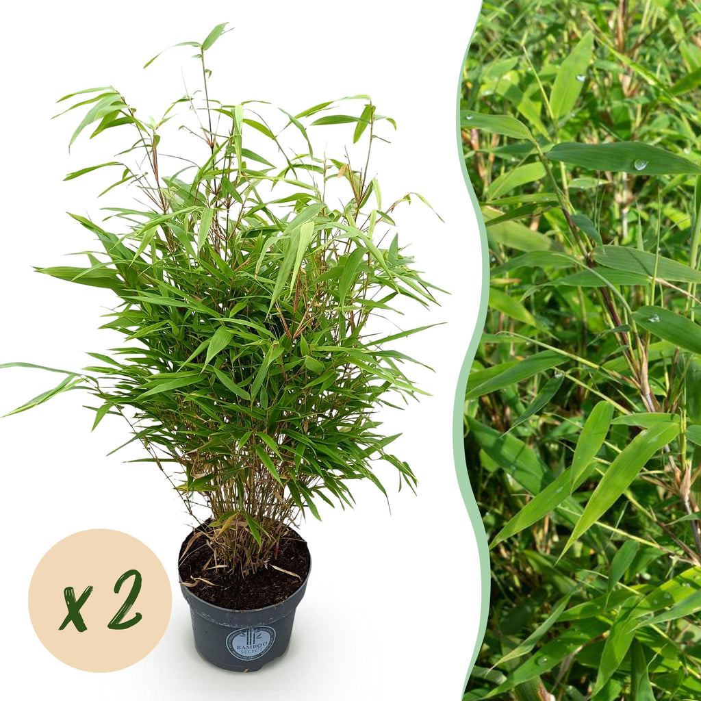 Green boutiQ - Grassen - Fargesia Rufa - Niet Woekerende Bamboe - Bladhoudend - Groen - 2 Planten - Pot 23 cm - Hoogte 80 cm