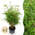 Green boutiQ - Grassen - Fargesia Rufa - Niet Woekerende Bamboe - Bladhoudend - Groen - 2 Planten - Pot 23 cm - Hoogte 80 cm