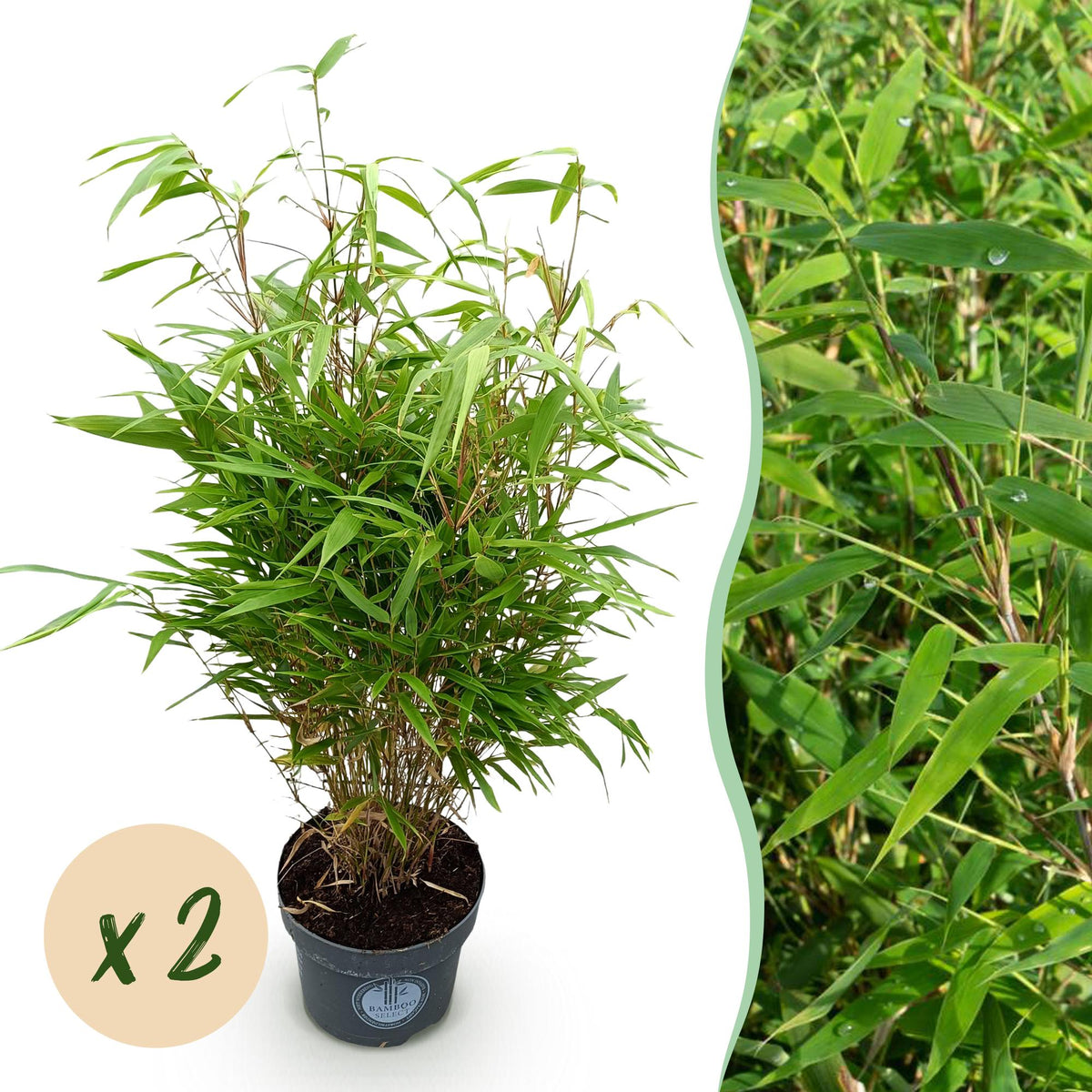 Green boutiQ - Grassen - Fargesia Rufa - Niet Woekerende Bamboe - Bladhoudend - Groen - 2 Planten - Pot 23 cm - Hoogte 80 cm