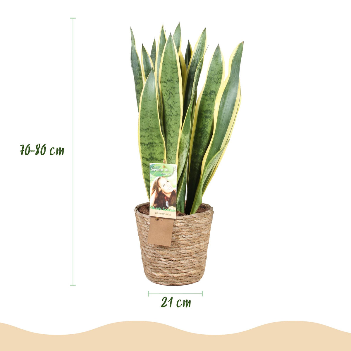 Green BoutiQ - Le vert, c'est... Plantes d'intérieur - Sansevieria Laurentii - Langue de belle-mère - Peu d'entretien - avec panier - Vert - 1 plante - Pot 21cm - Hauteur 70-80cm