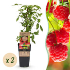 Green boutiQ - Framboisier - Rubus idaeus Ottawa - Plant de framboisier - Rustique - Framboise rouge - 2 plantes - Pot 15 cm - Hauteur 50 cm