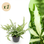 Green boutiQ - Plante d'intérieur - Pteris cretica Albolineata - Fougère ruban - Plante adaptée aux animaux de compagnie - Vert - 2 Plantes - avec Pot Gris - Pot 12cm - Hauteur 20cm