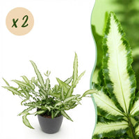 Green boutiQ - Kamerplant - Pteris cretica Albolineata - Lintvaren - Huisdiervriendelijke Plant - Groen - 2 Planten - met Potter Grijs - Pot 12cm - Hoogte 20cm
