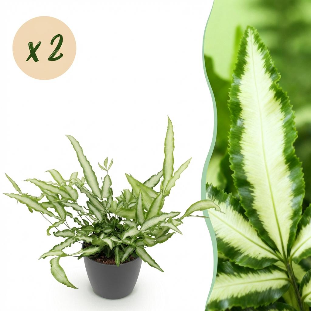 Green boutiQ - Plante d'intérieur - Pteris cretica Albolineata - Fougère ruban - Plante adaptée aux animaux de compagnie - Vert - 2 Plantes - avec Pot Gris - Pot 12cm - Hauteur 20cm