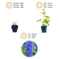Green boutiQ - Vasteplant - Delphinium (P) Blue Bird - Ridderspoor - Bijen en Vlinderlokkers - Blauw - 3 Planten - Pot 11cm - Hoogte 15-25cm