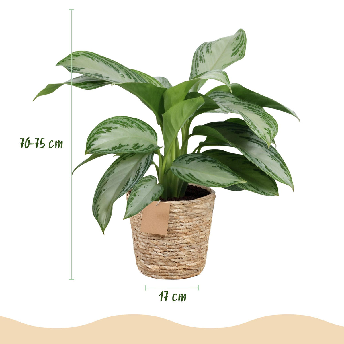Green BoutiQ - Green is... Plantes d'intérieur - Aglaonema Silver Bay - Feuillage argenté - Entretien facile - avec panier - Vert - 2 plantes - Pot 17cm - Hauteur 70-75cm