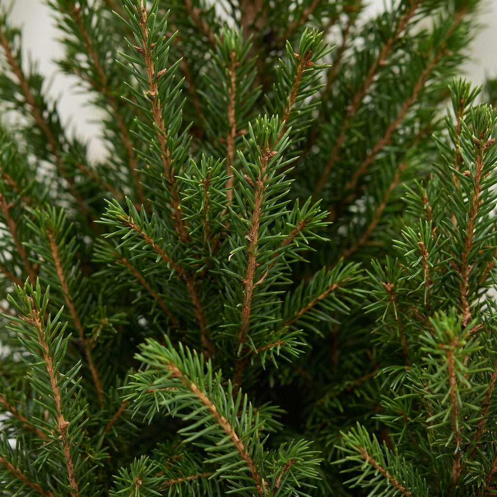 4x Picea glauca Conica - Dwarf Alberta Spruce - Green - Christmas tree - incl. jute bag - Ø17cm - ↕65cm