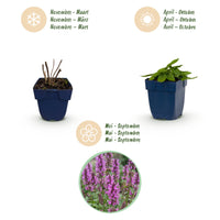 Green boutiQ - Perennial - Stachys mon. Hummelo - Lamb's Ear - Bee and Butterfly Attractors - Purple - 24 Plants - Pot 11cm - Height 15-25cm