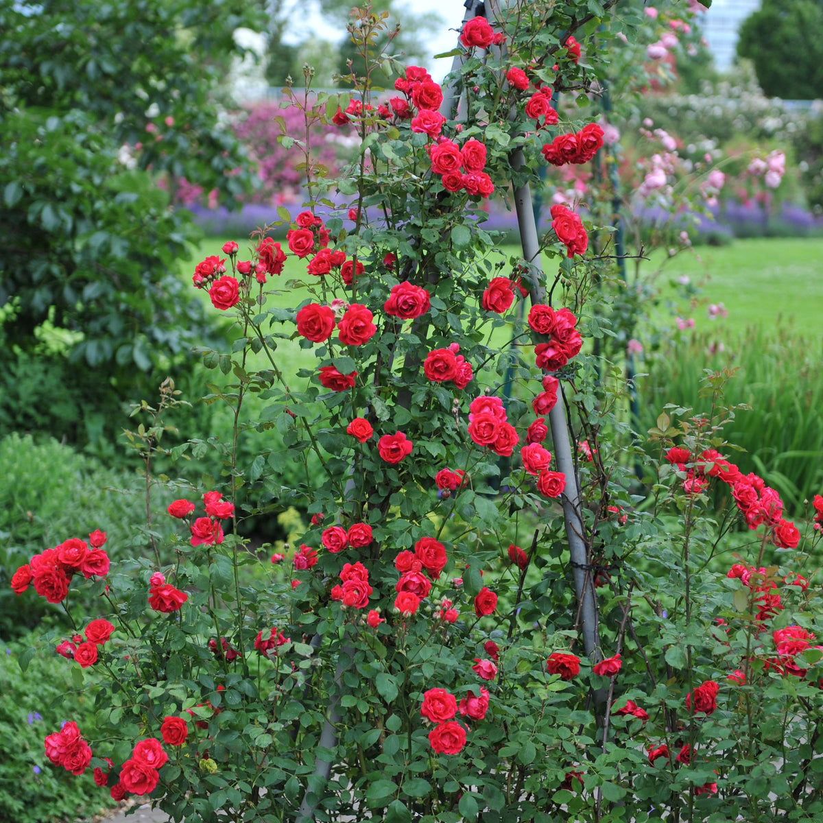 Green boutiQ - Rosier grimpant - Rosa Paul Scarlet Climber - Fleur rouge - Peu d'entretien - 2 plantes - Pot 11cm Hauteur 40cm